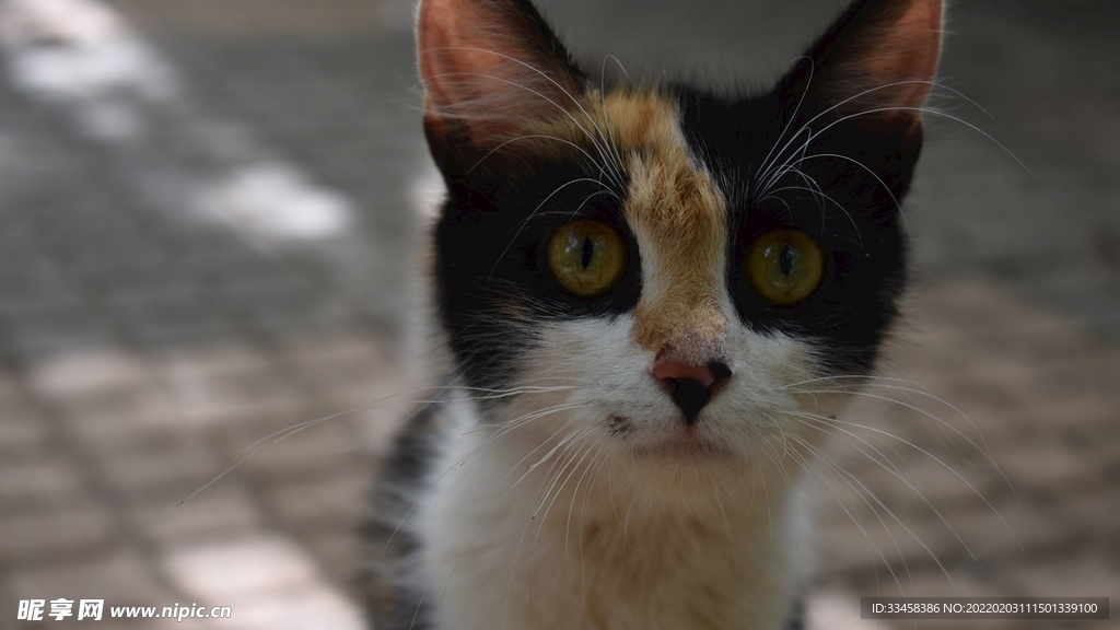 猫咪壁纸