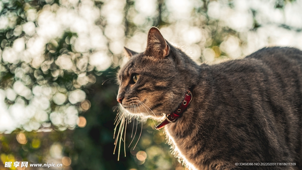 猫咪壁纸