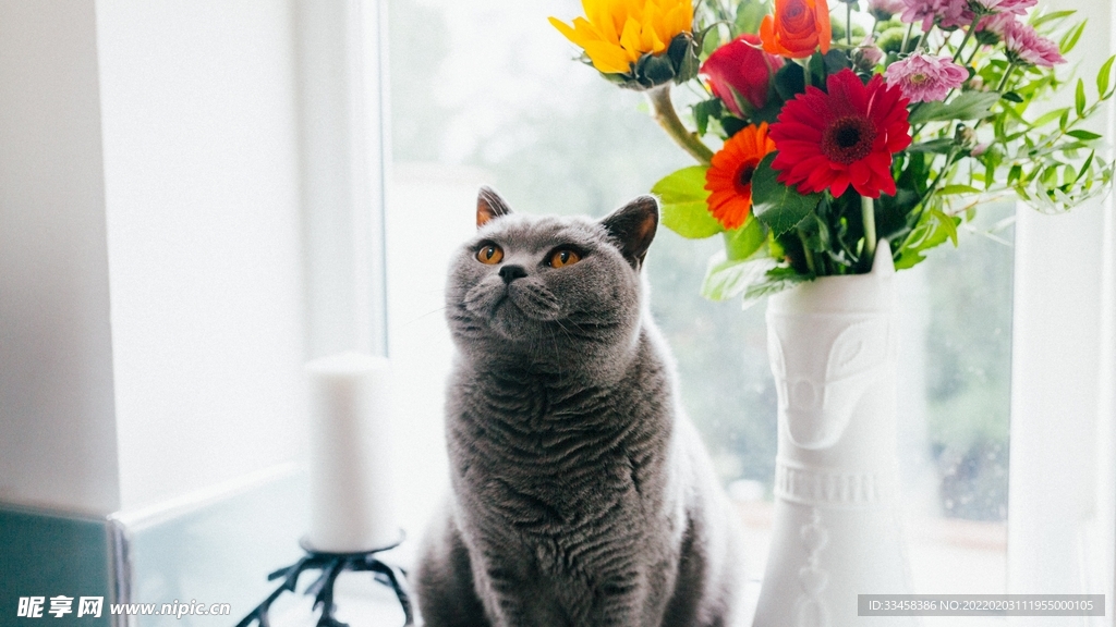 猫咪壁纸