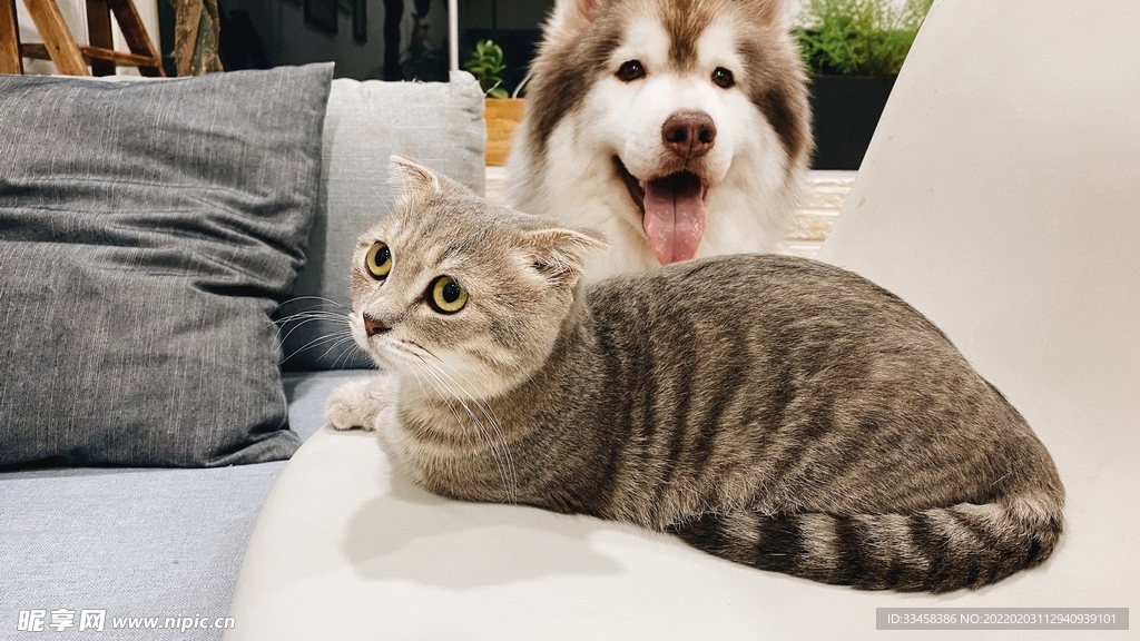 宠物壁纸