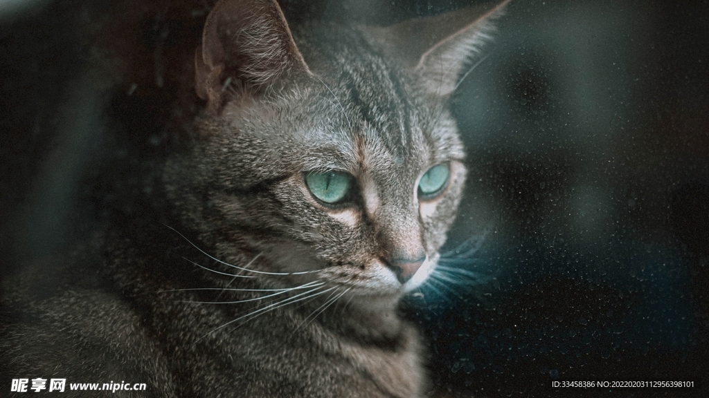 猫咪壁纸