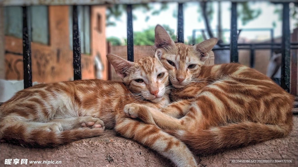猫咪壁纸