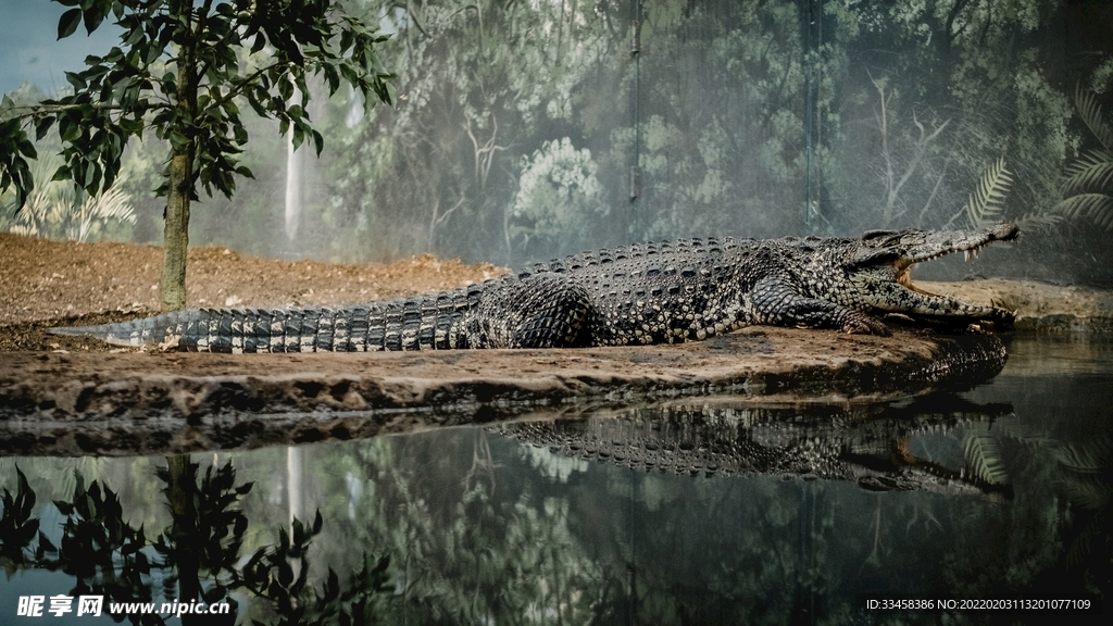 鳄鱼壁纸