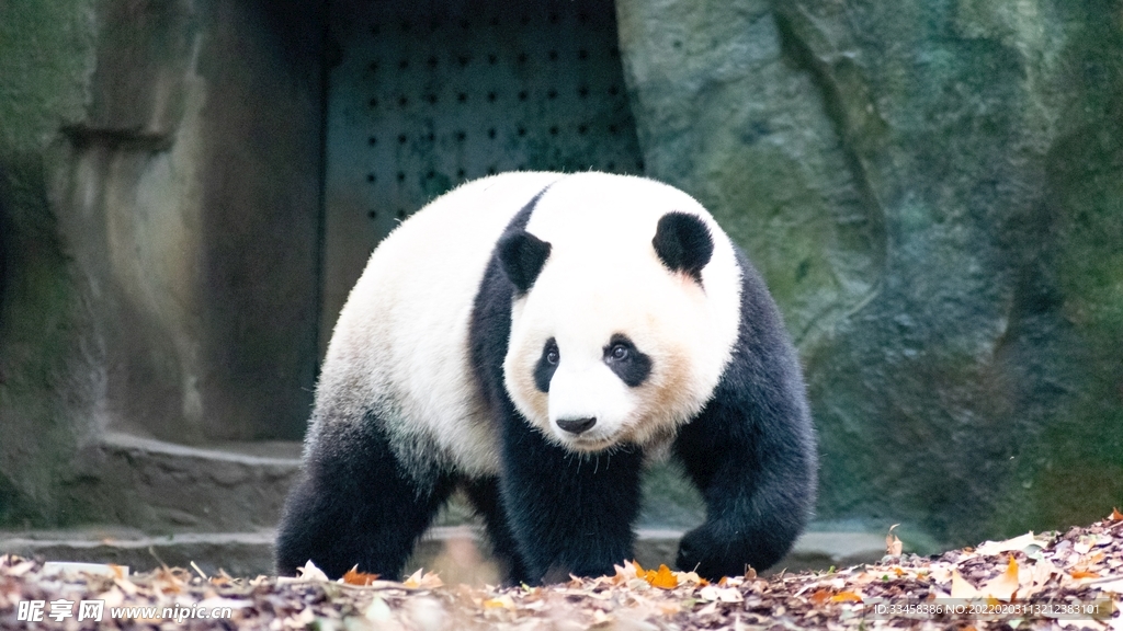 熊猫壁纸