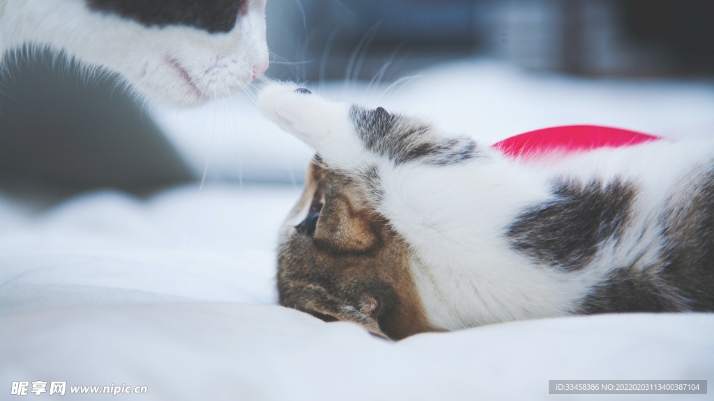 猫咪壁纸