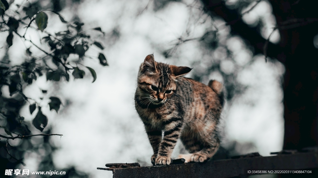 猫咪壁纸