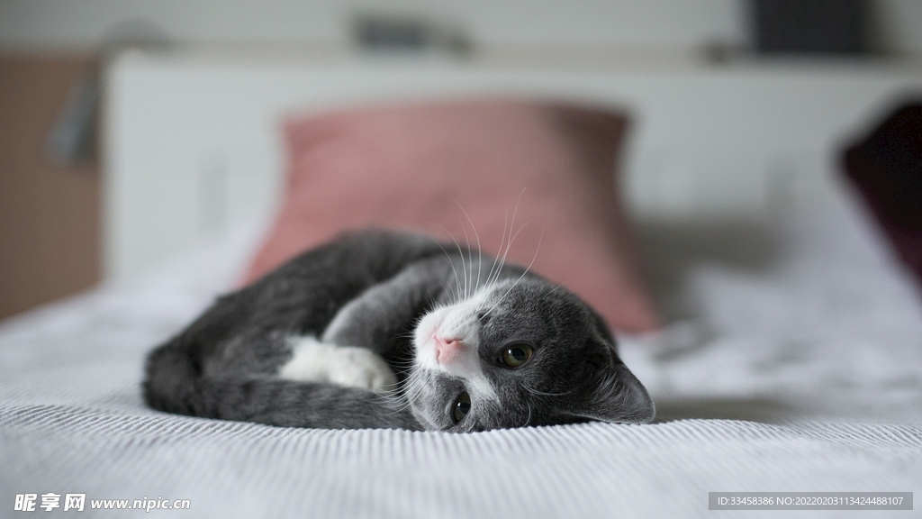 猫咪壁纸