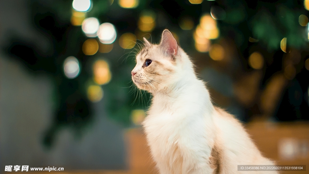 猫咪壁纸
