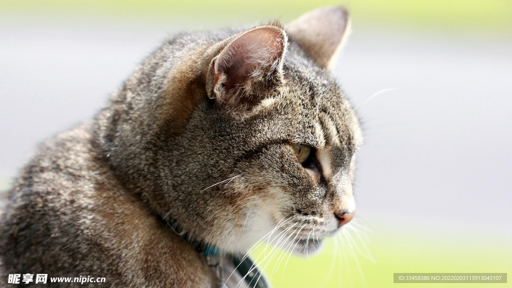 猫咪壁纸