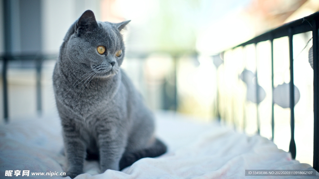 猫咪壁纸