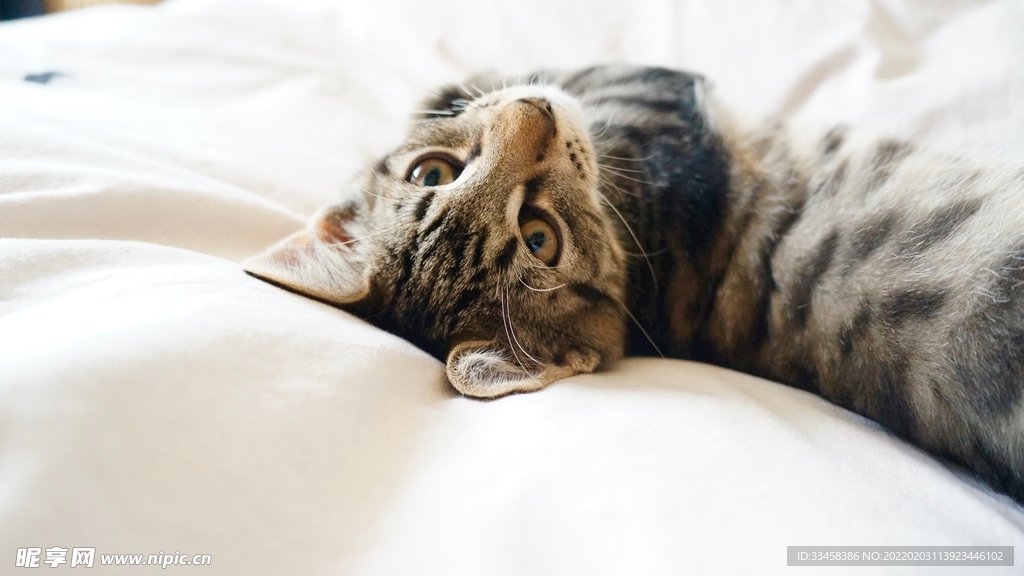 猫咪壁纸