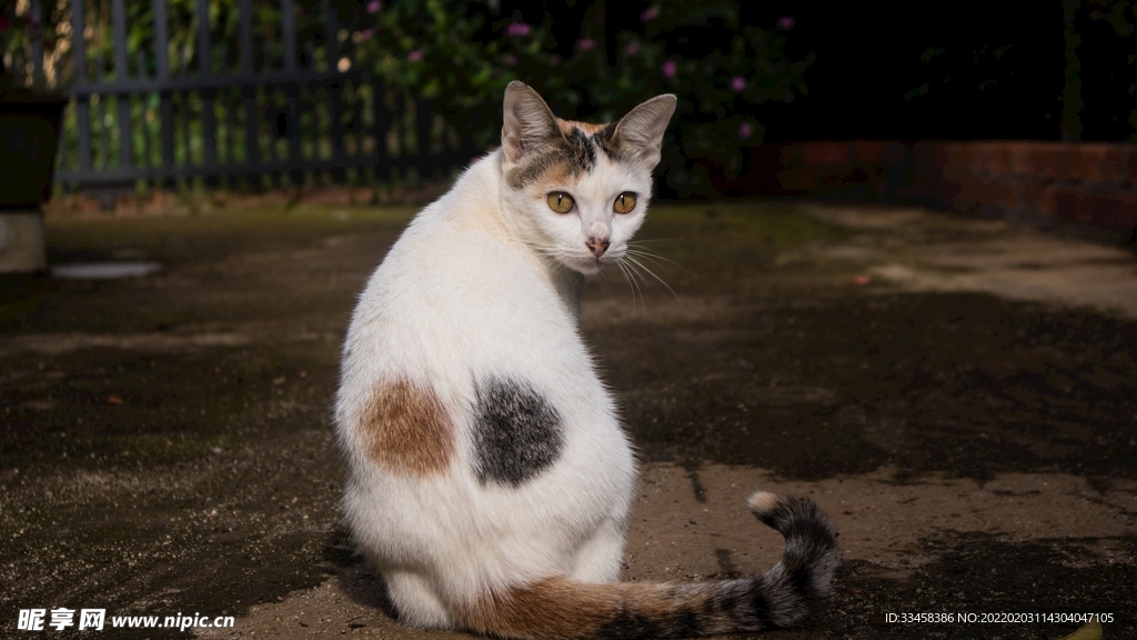 猫咪壁纸