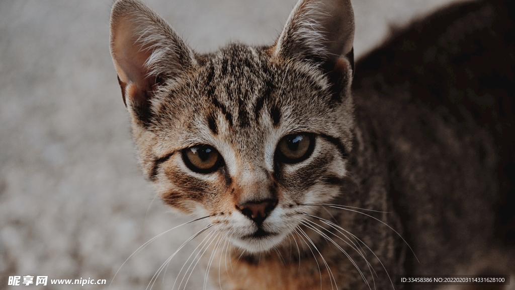 猫咪壁纸