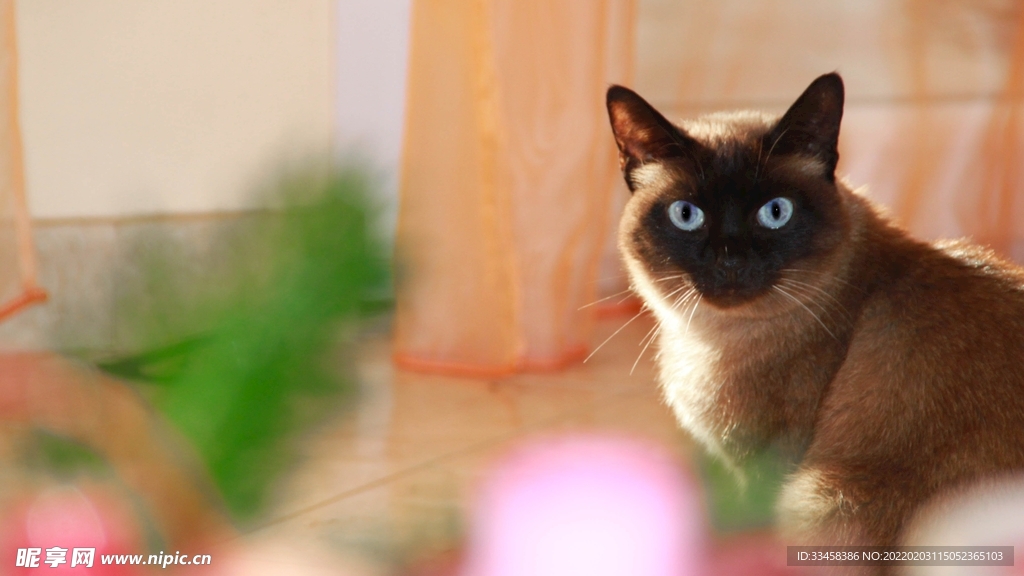 猫咪壁纸
