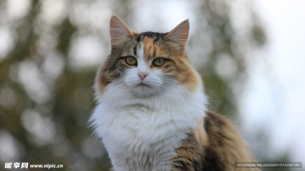 猫咪壁纸