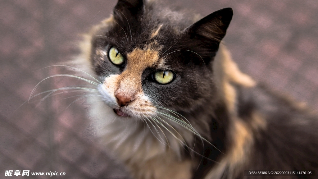 猫咪壁纸