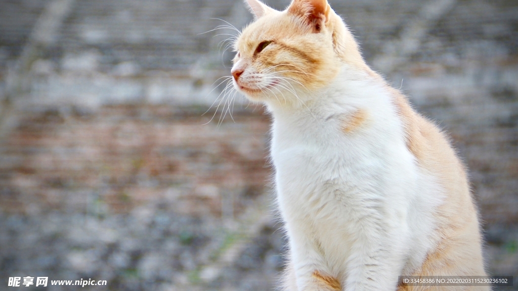 猫咪壁纸