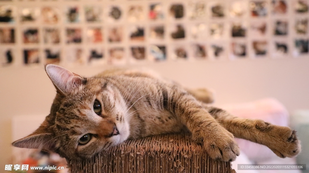 猫咪壁纸