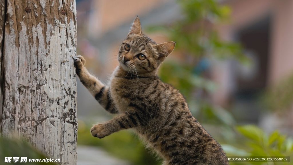 猫咪壁纸