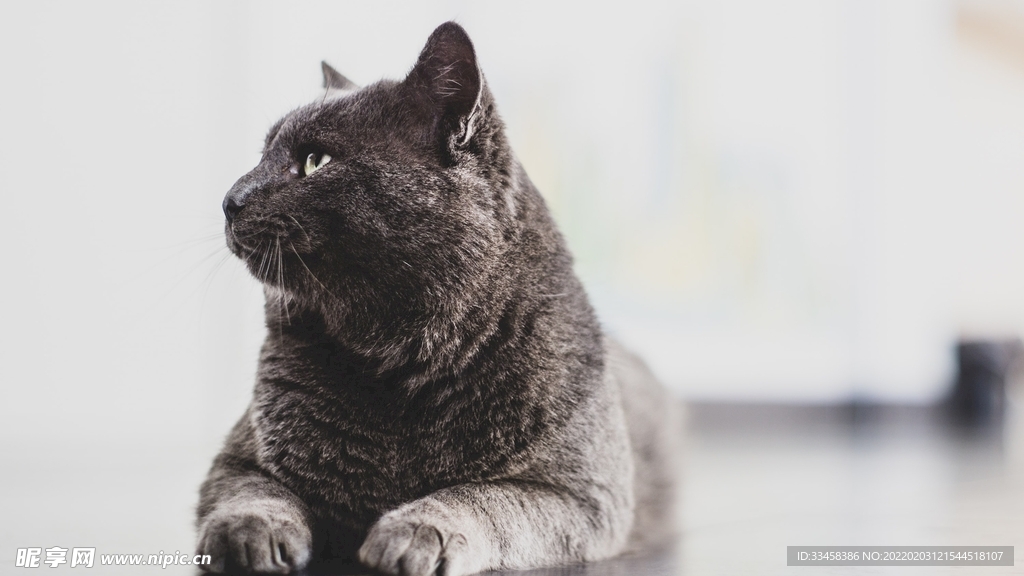 猫咪壁纸