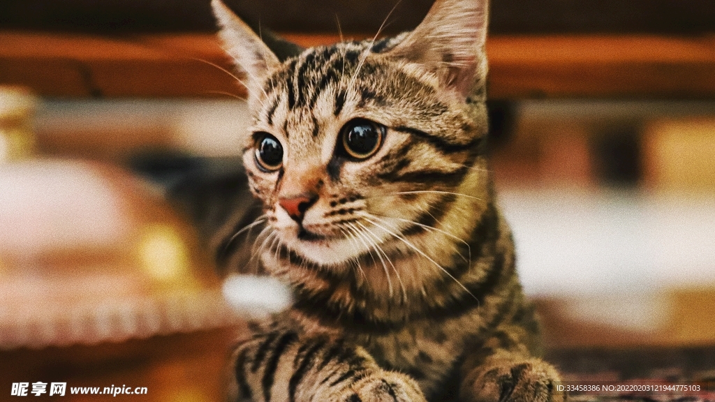 猫咪壁纸