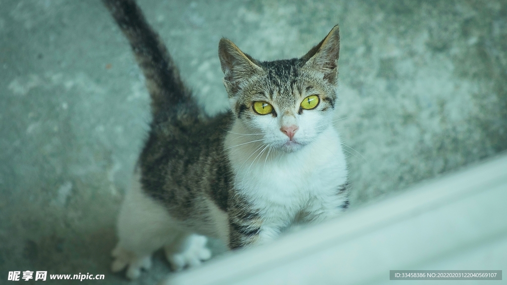 猫咪壁纸