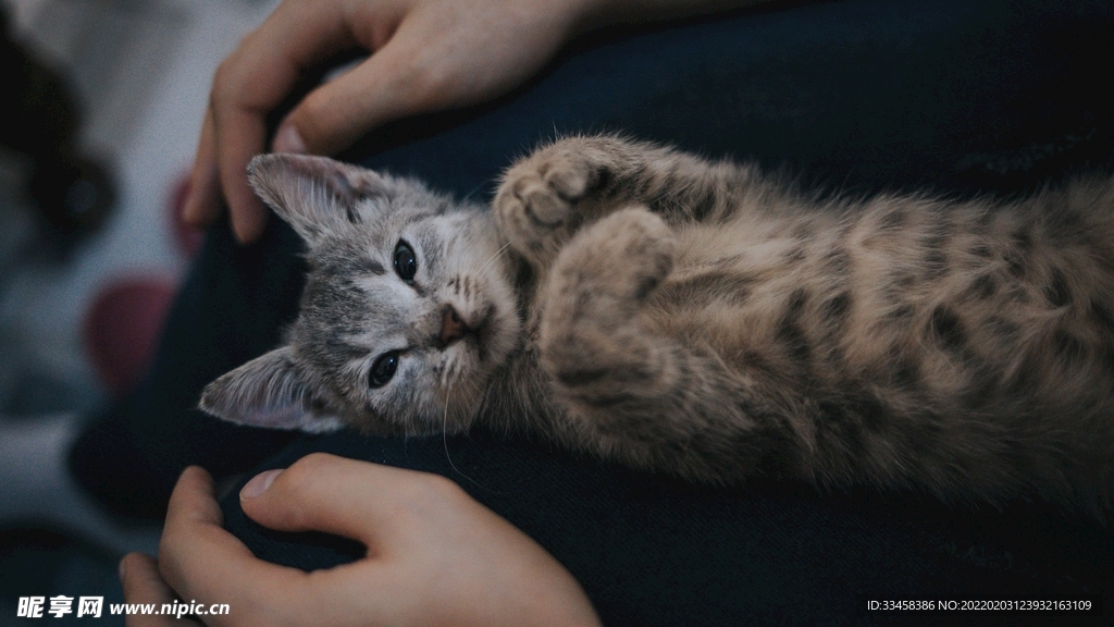 猫咪壁纸