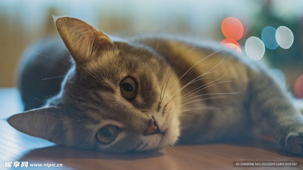 猫咪壁纸