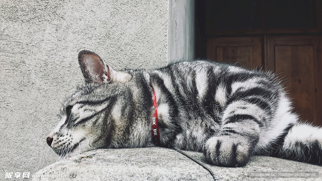 猫咪壁纸