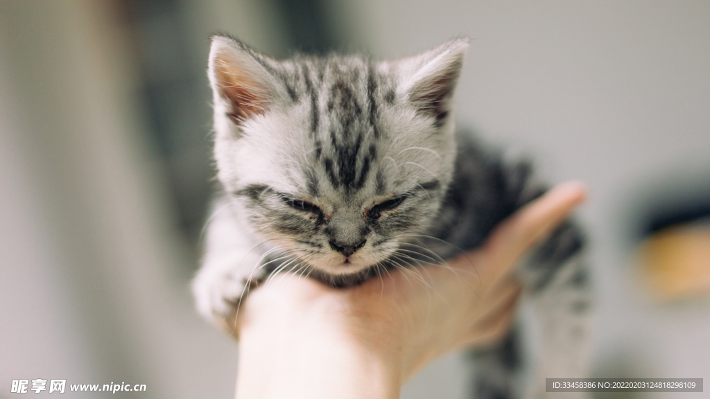 猫咪壁纸