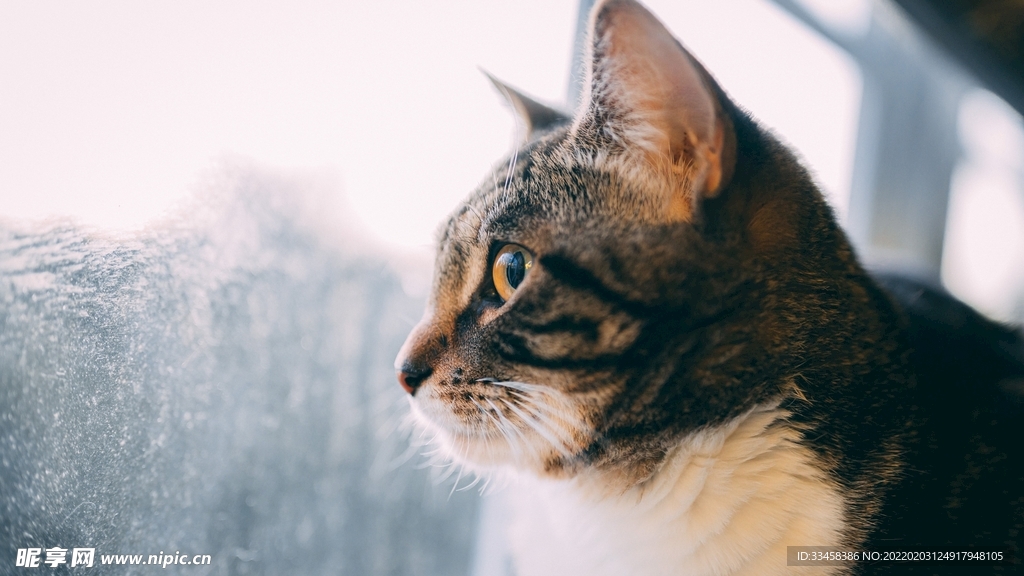 猫咪壁纸