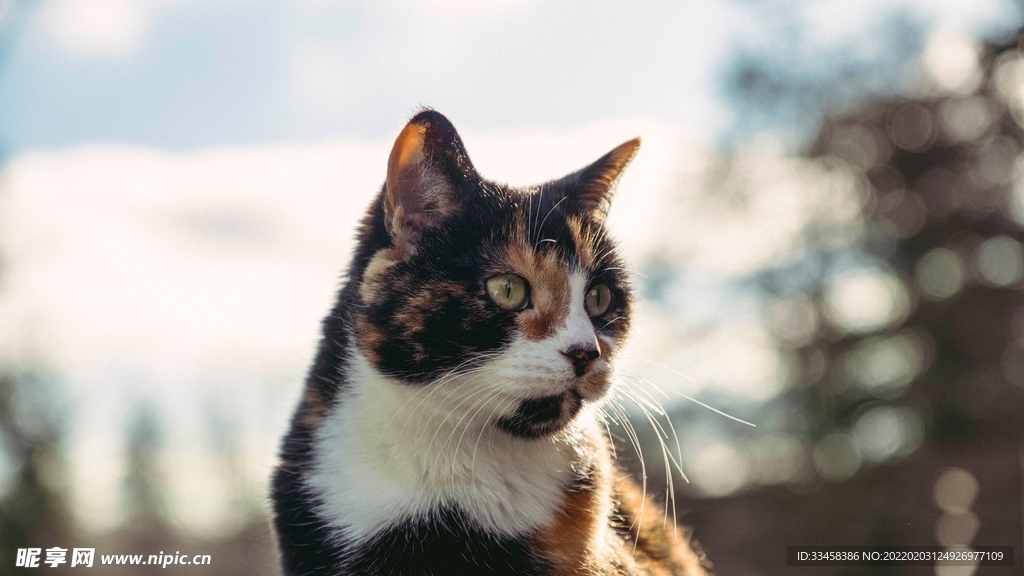 猫咪壁纸