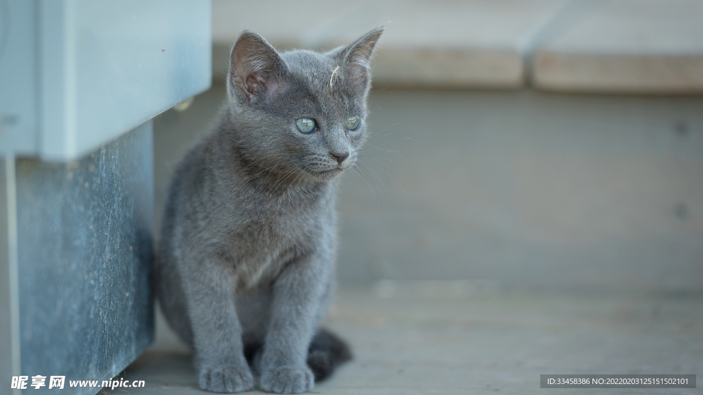 猫咪壁纸