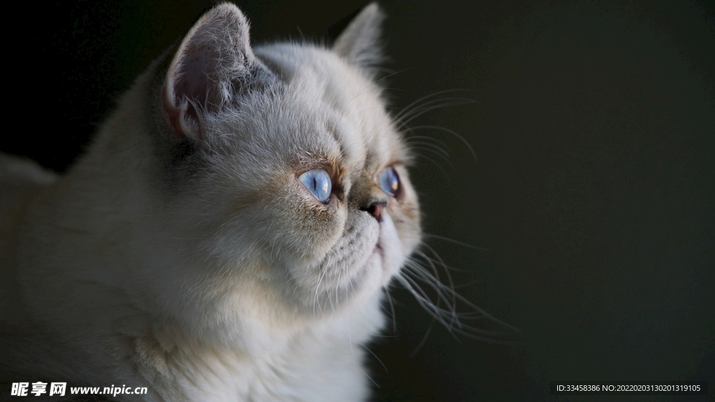 猫咪壁纸