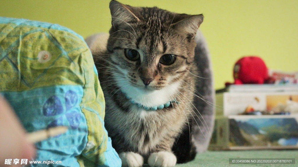 猫咪壁纸