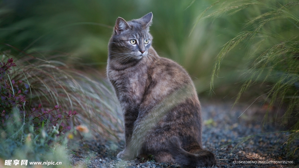 猫咪壁纸