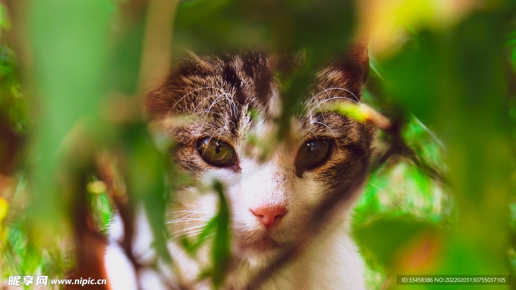 猫咪壁纸