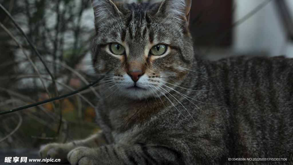 猫咪壁纸