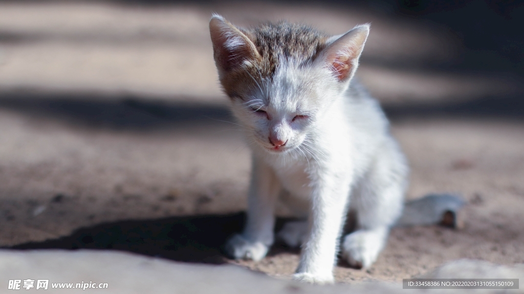 猫咪壁纸