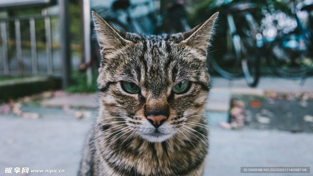 猫咪壁纸