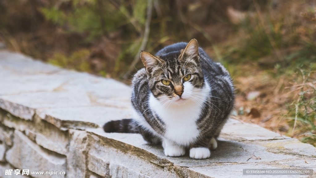 猫咪壁纸