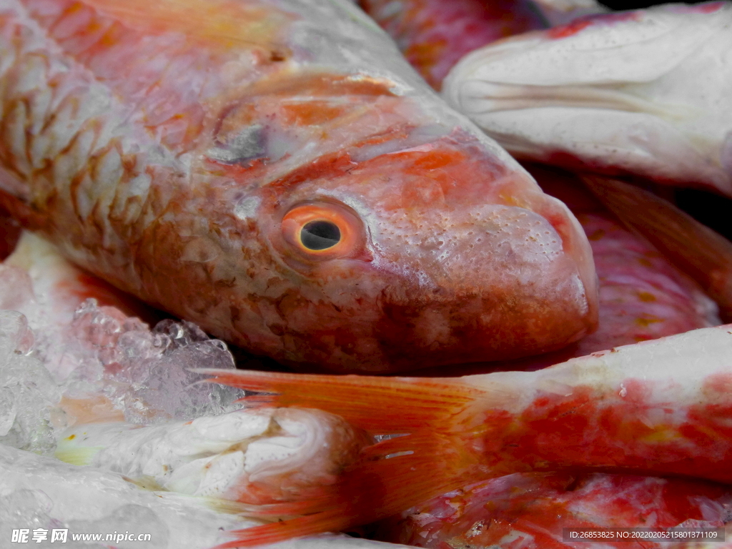 红鲻鱼