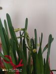 水仙花