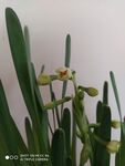 水仙花