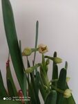 水仙花