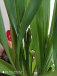 水仙花