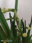 水仙花