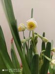 水仙花