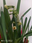 水仙花
