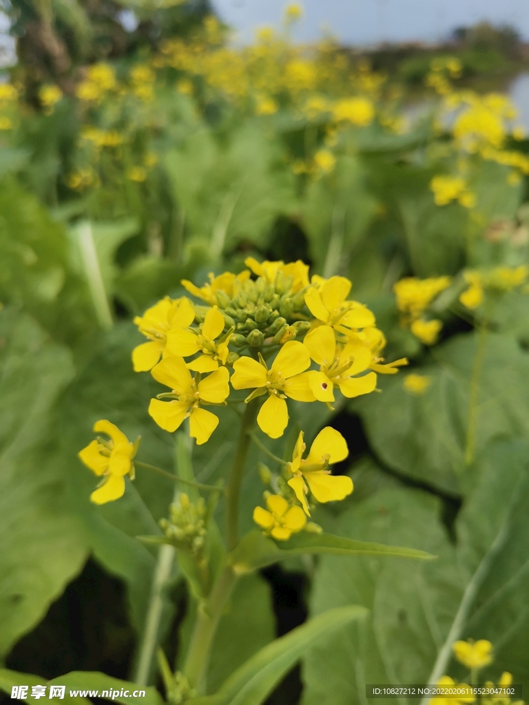 油菜花